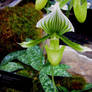 paphiopedilum maudiae Orchid - Green