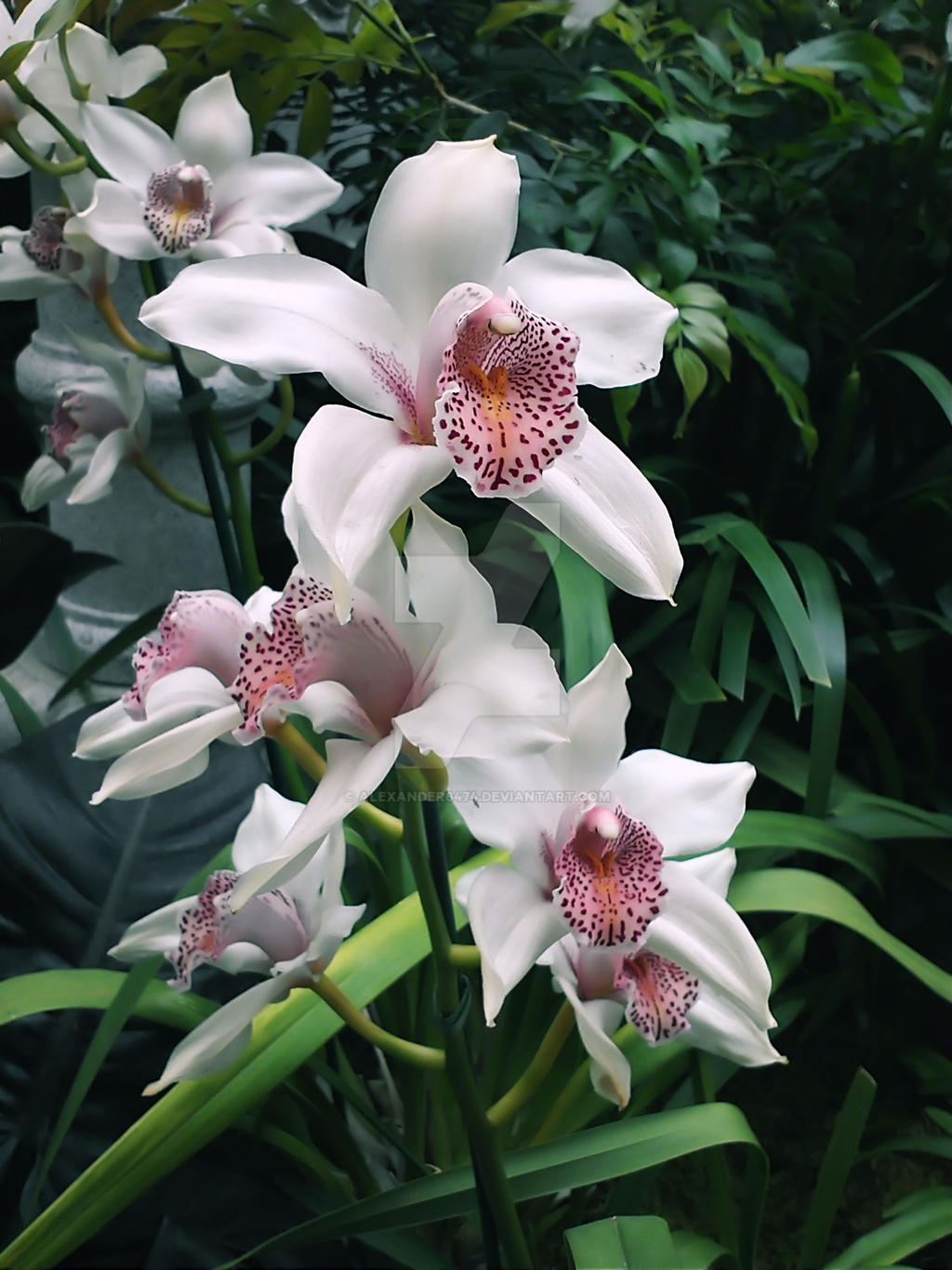 cymbidium Orchid - Pink and White