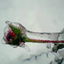 ice rose