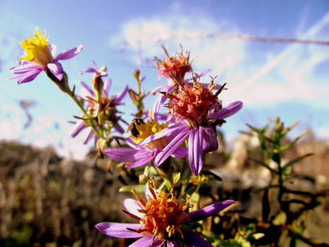 bright flowers bloom