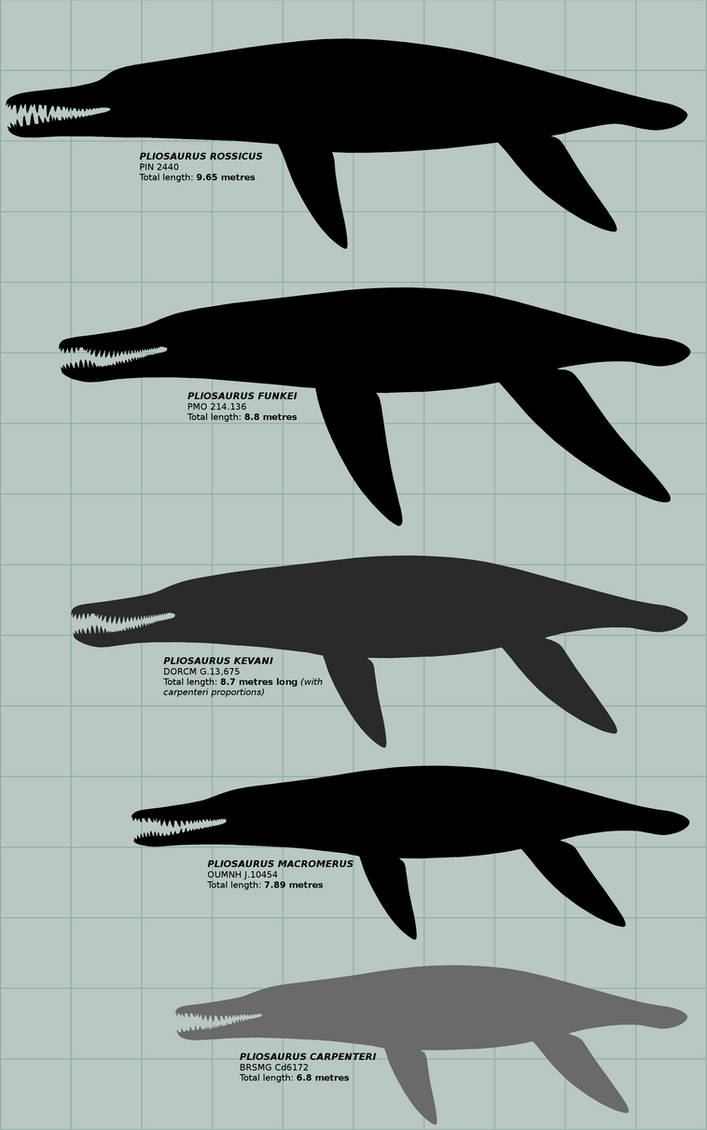 Pliosaurus Types Pliosaurus scale: the biggest of the big (OUTDATED by ...