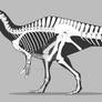 Baryonyx walkeri skeletal - old