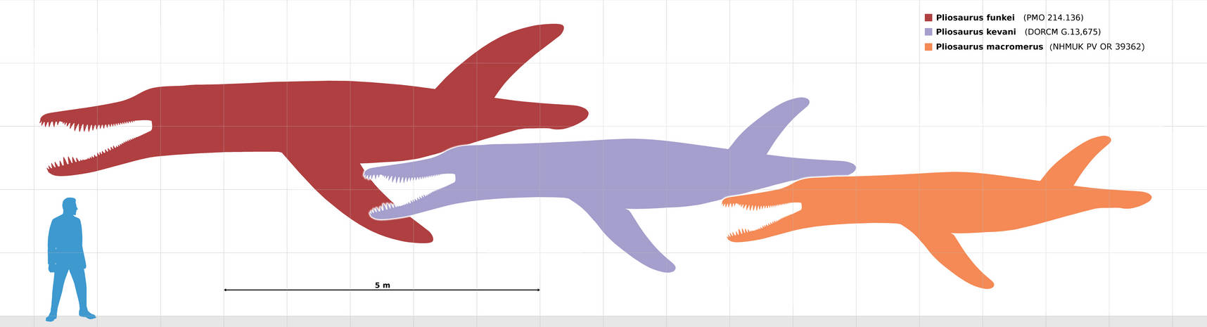 Pliosaurus size chart for wikipedia (updated)