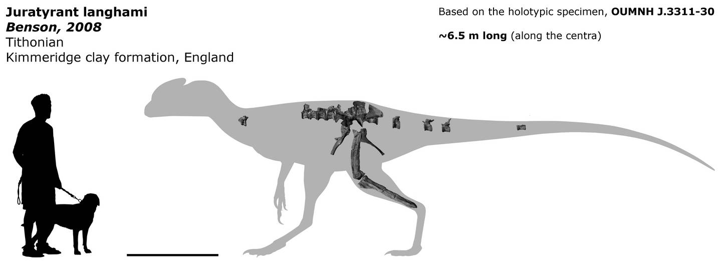 Juratyrant langhami composite