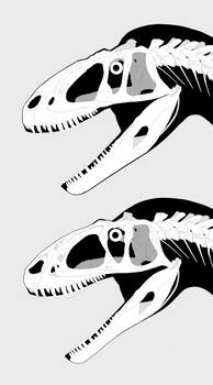 'Sinraptor' hepingensis and Sinraptor dongi