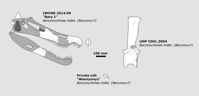 Is the Baryonychine from the Wessex fm. Baryonyx?