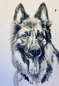 German Shepherd Portrait