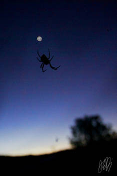 Moon Spider