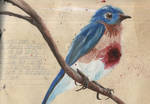 Blue Bird by EigthDegreeBites