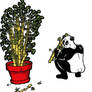 Psycho Panda