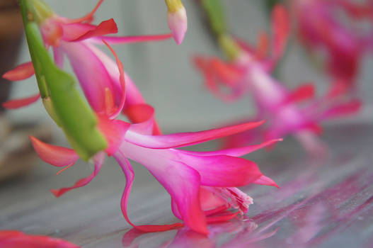 Christmas Cactus Bloom