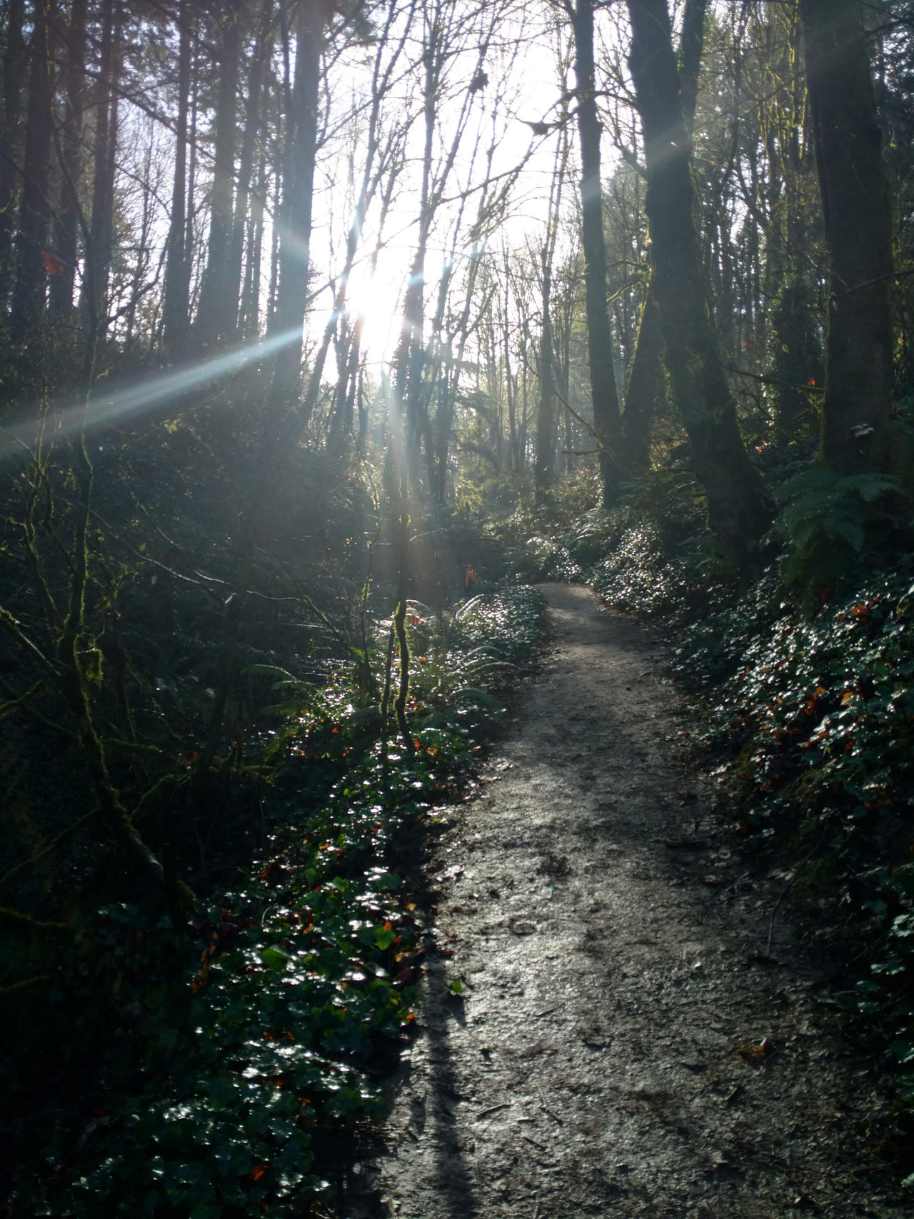 Path way by DukeOfSophism on DeviantArt