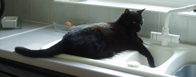 Jet -Paw in Sink-