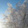 frost covered trees