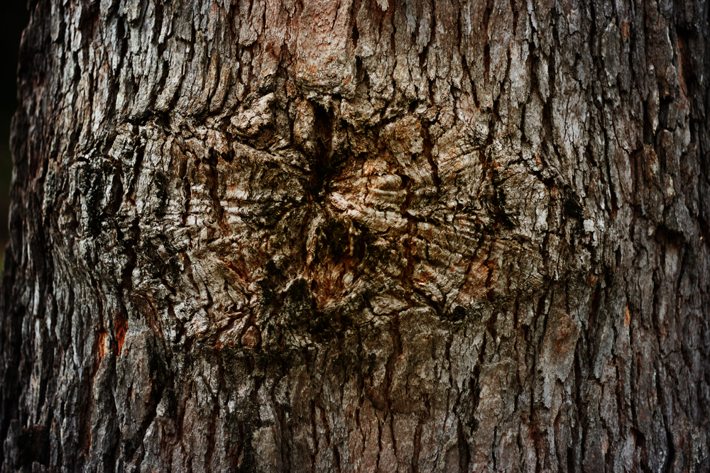 Eye of the trunk