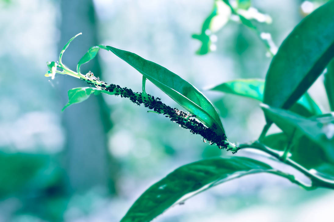 Anto Tree Ant tree by JaredKnowles on DeviantArt