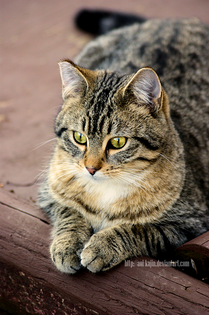 Autumn Kitty