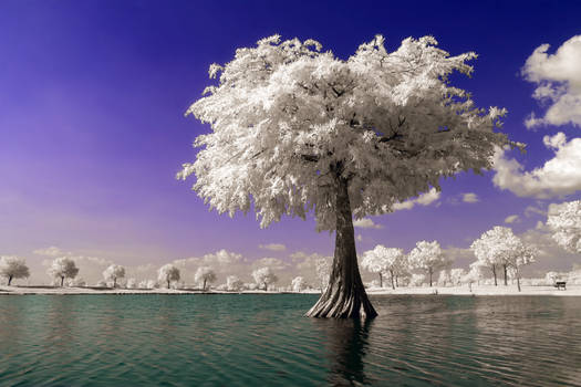 Island Tree