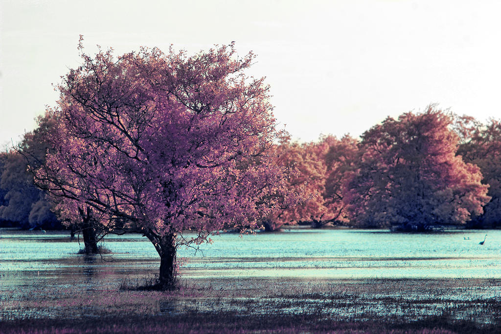 Shallow Lake