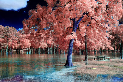 Park on the Lake Coast