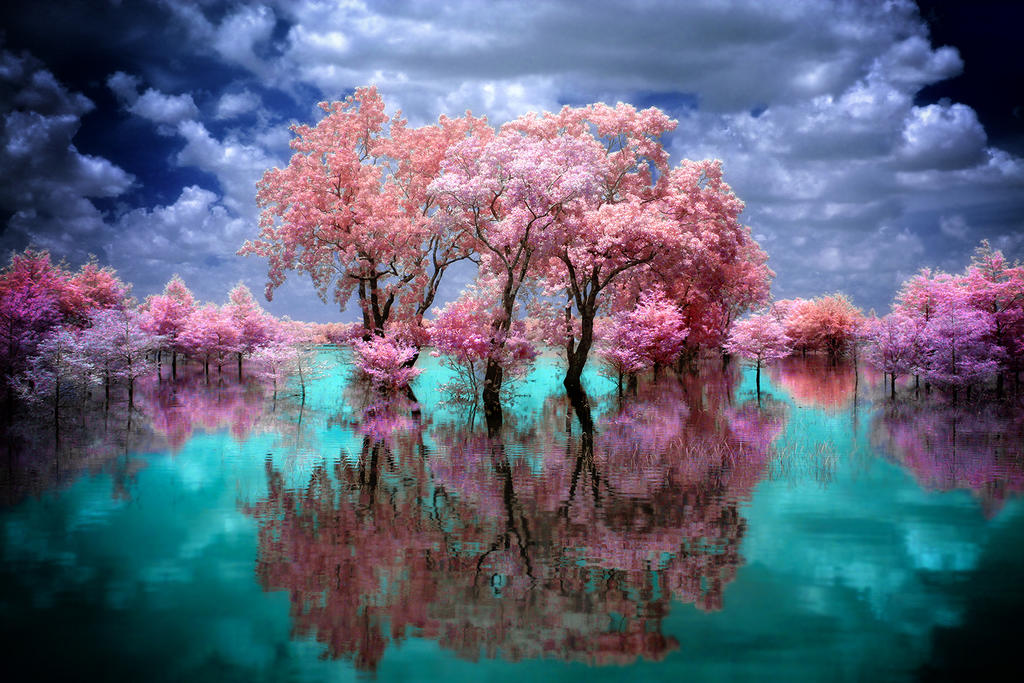 Сакура вода. Цветущие деревья. Красивое цветущее дерево. Сакура дерево. Сакура пейзаж.