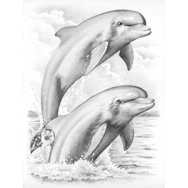 Dolphins