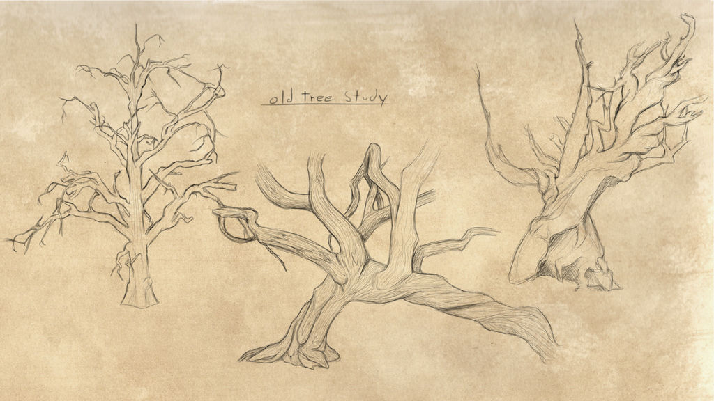 Tree Study Drawing Tree Study by Tathalan on DeviantArt