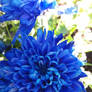 blueFlower