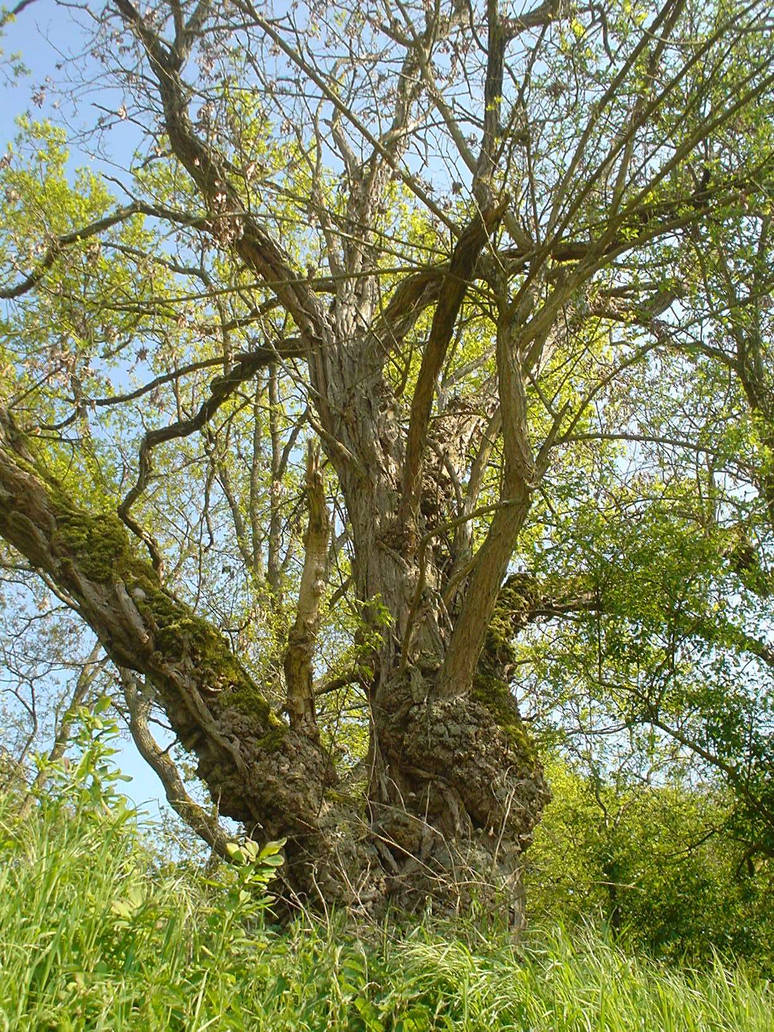 daily tree by Haedran on DeviantArt