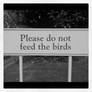 Don't Feed the Birds