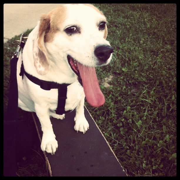 Skateboard Dog