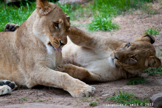 Playful Lions