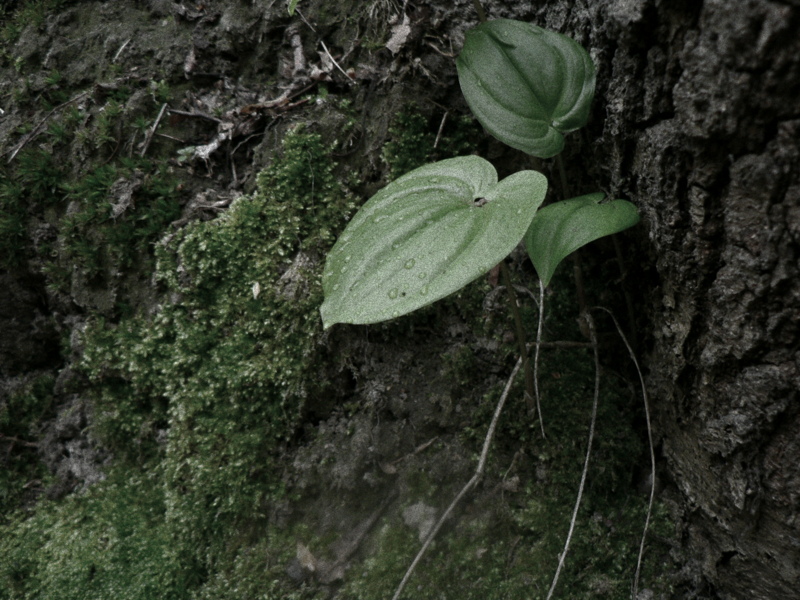 forest corner: wild lily of the valley