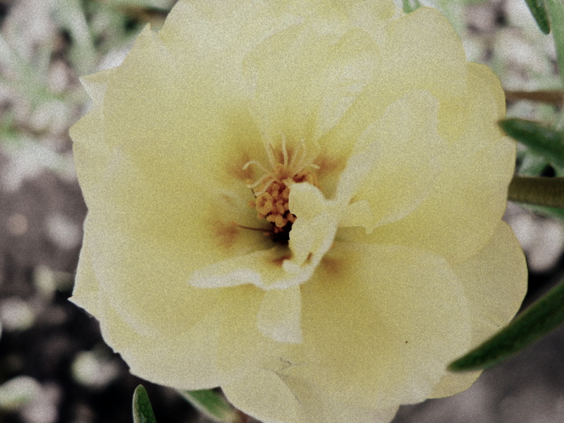 in my garden: purslane II