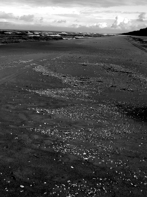 on the beach: shell path