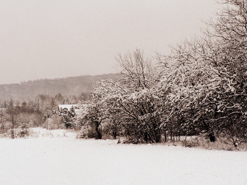 whiteness and silence