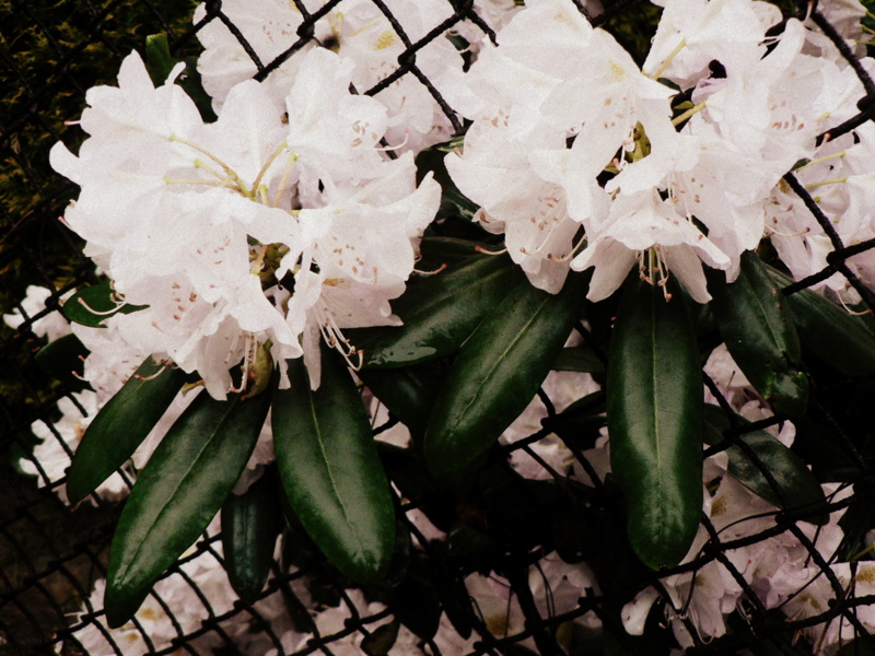 rhododendrons bloom 2