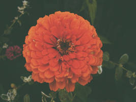 flowers of the end of summer: zinnia