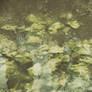 flora's secrets: life underwater