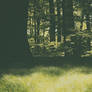 i wish i could take you to my magical forest 3
