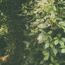 wild corners of the cemetery