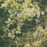 everything blurs in the wildness