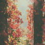 autumn sun