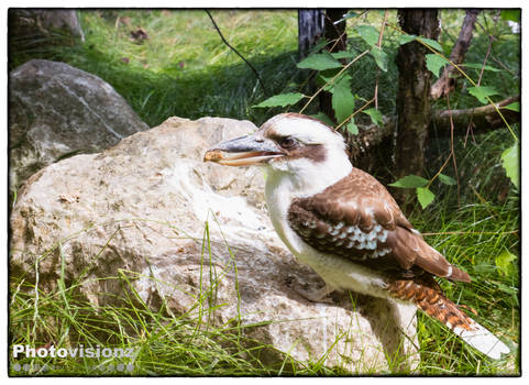 Tropical bird