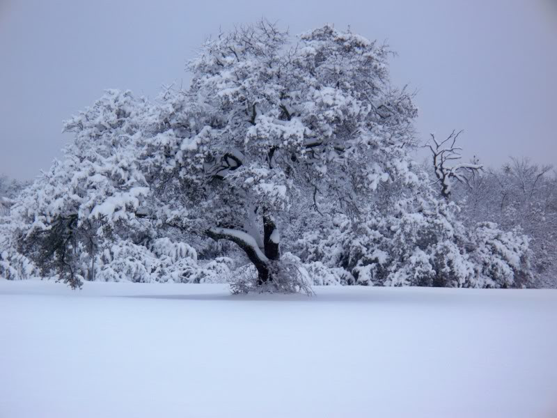 Snow day