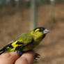 Carduelis spinus