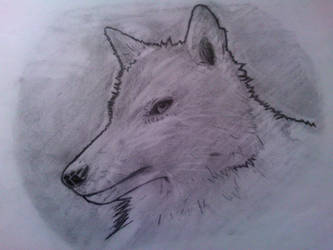 Realistic Wolf