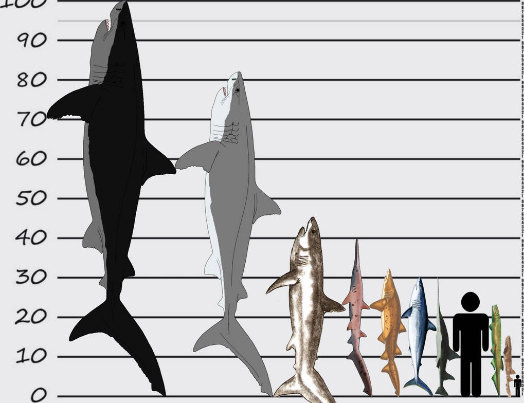 Giant sharks size comparison. by 9cv on DeviantArt