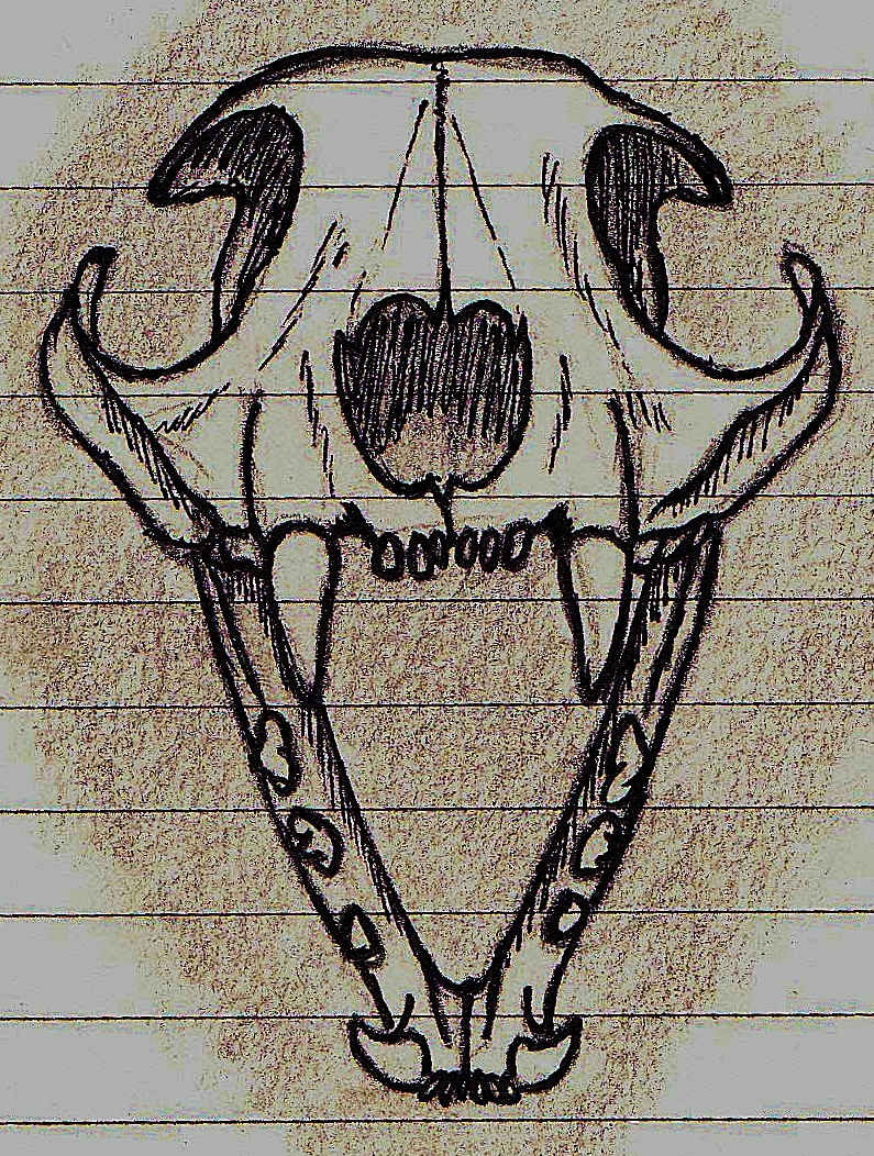 Skull