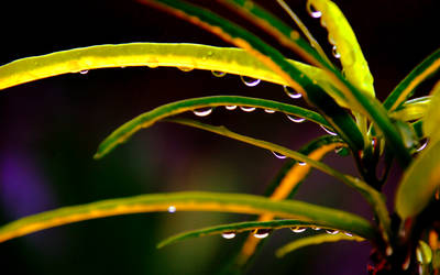 ...dewdrop at the leaf...